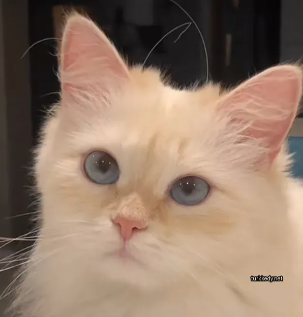 Beyaz bir kedi mavi gözleri ve pembe burun ile.