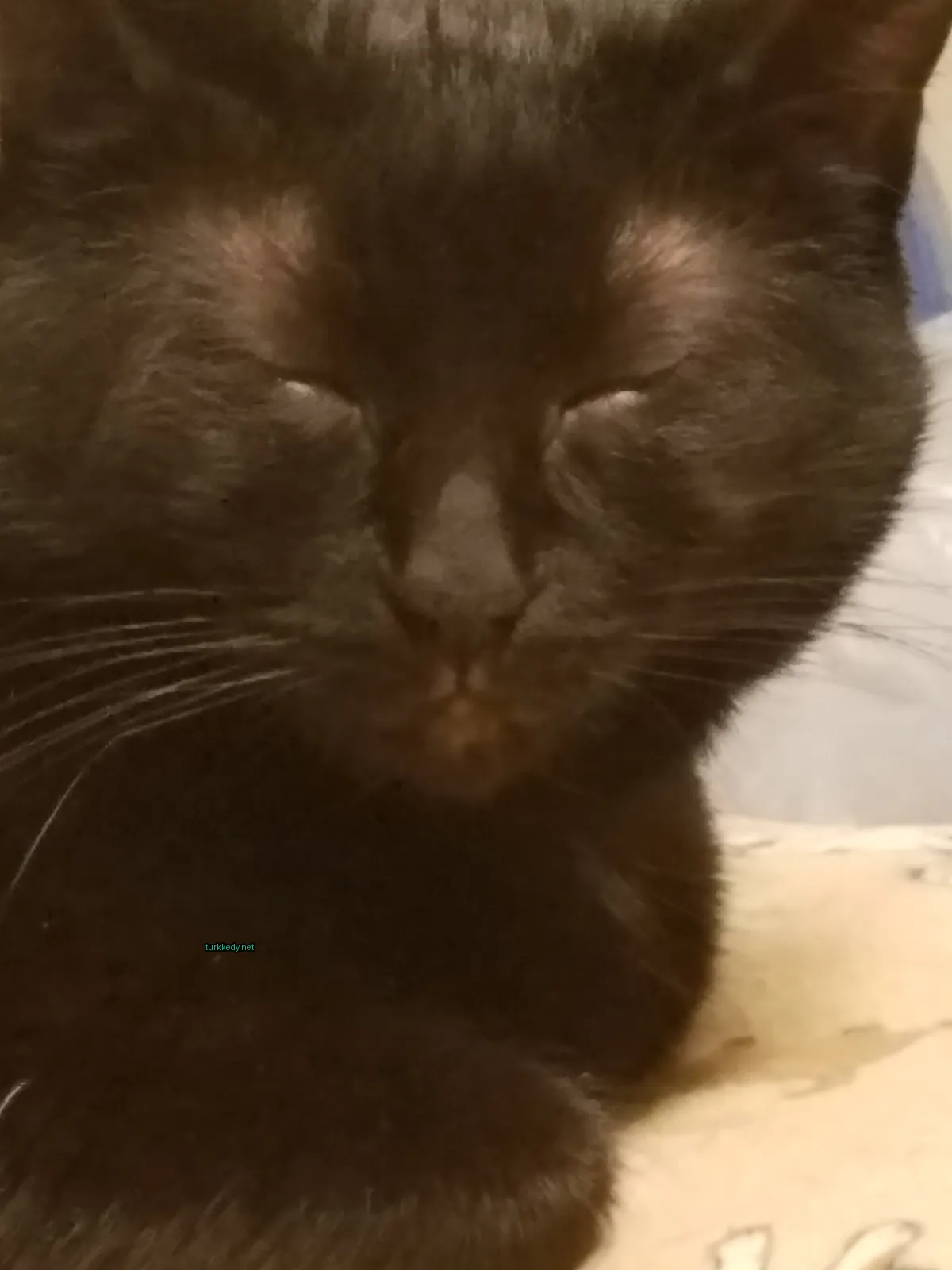 Siyah bir kedi beyaz burunlu bir koltukta oturuyor.