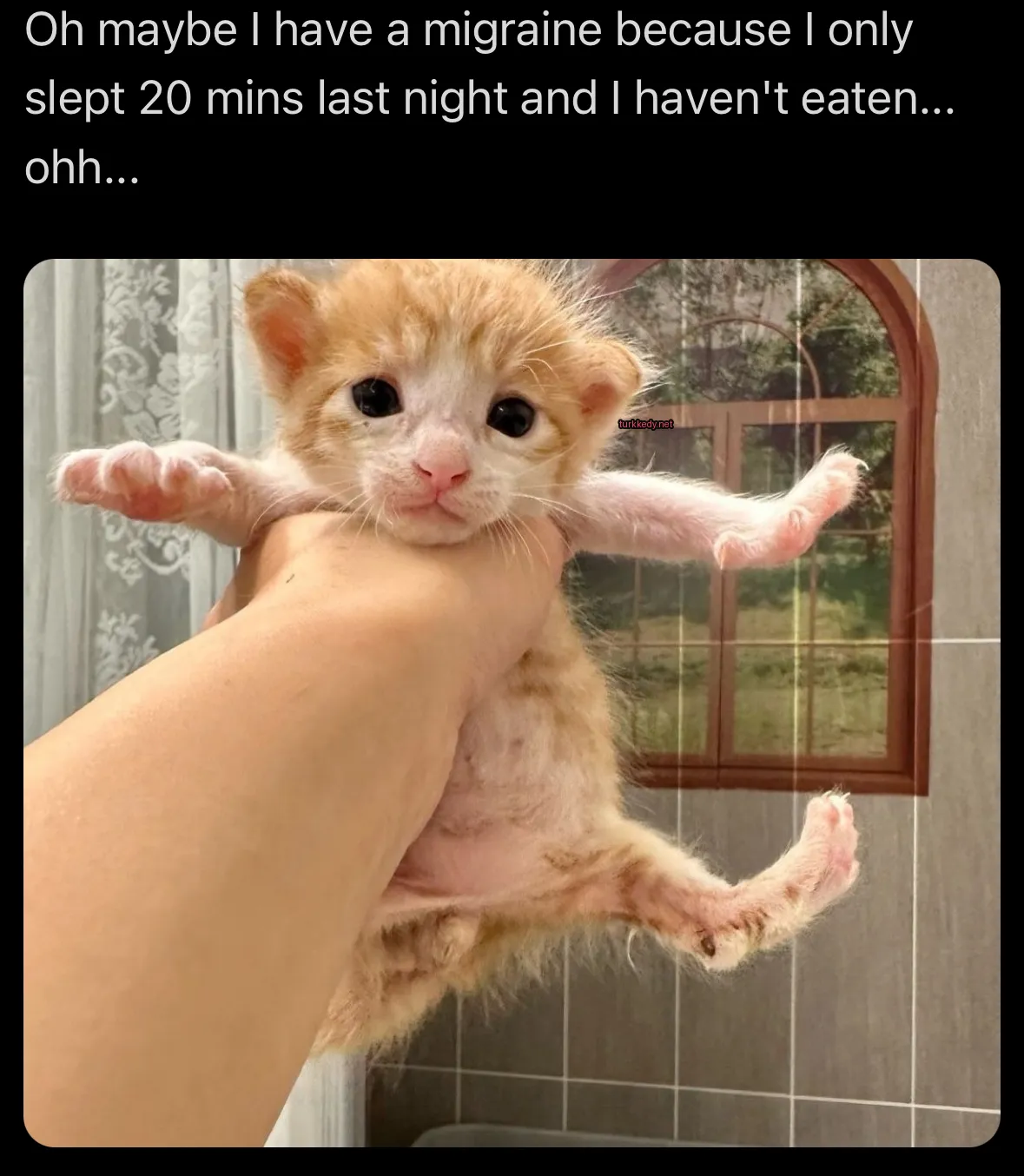 Beyaz ve turuncu bir kedi, bir bireyin elinde bir banyoda.