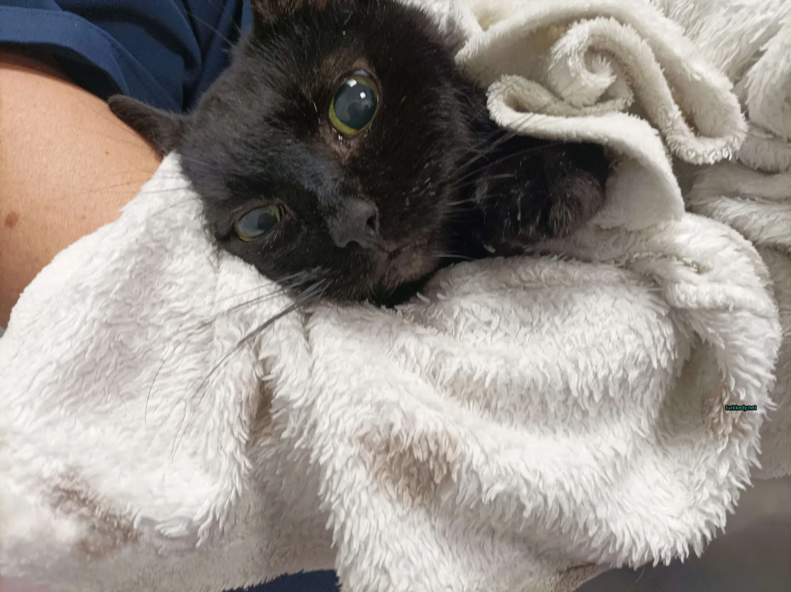 Yeşil gözleri olan bir siyah kedi bir havlu üzerinde yatıyor.