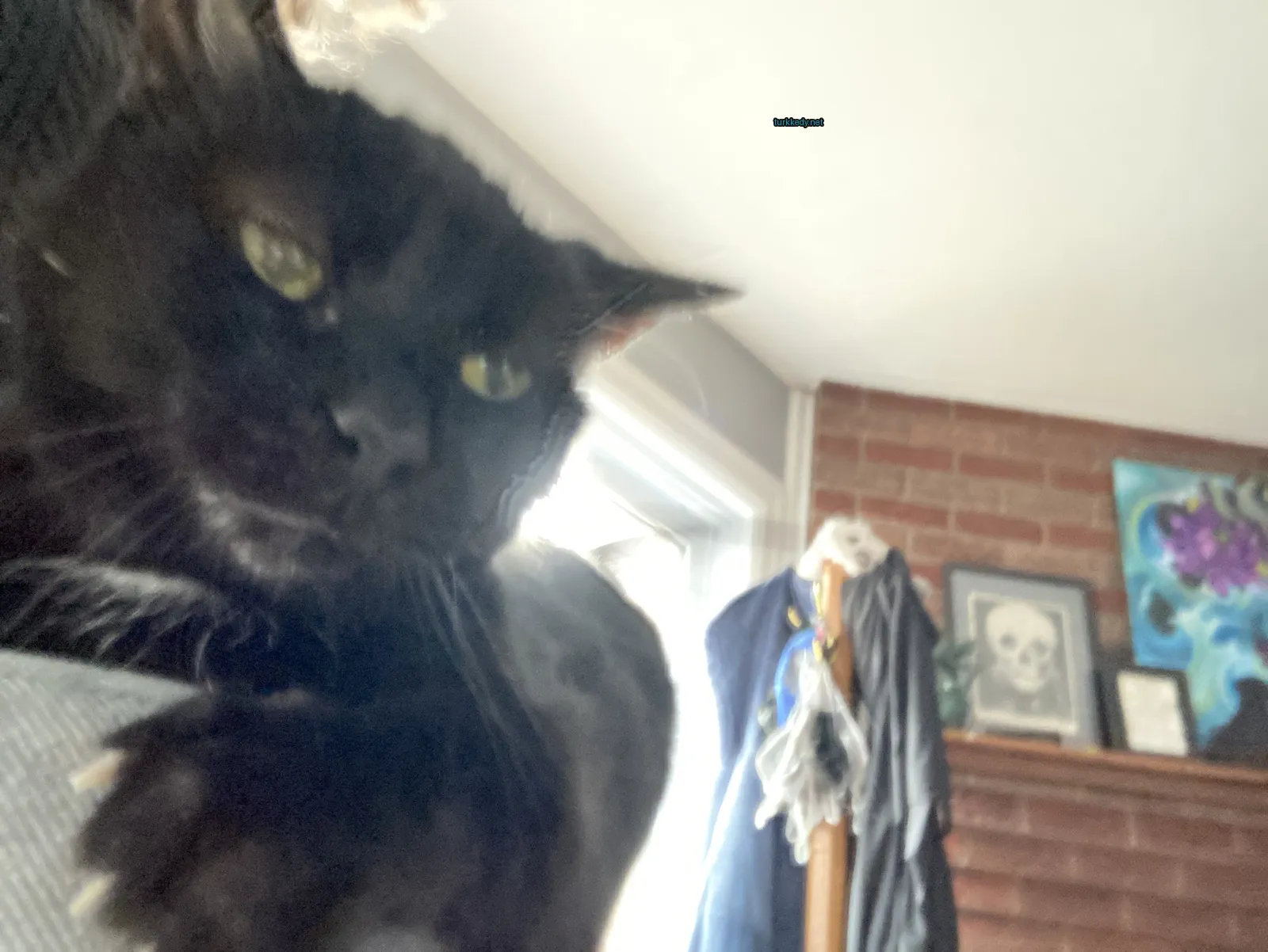 Siyah bir kedi, yüzünde beyaz bir leke olan bir masa üzerinde oturuyor.