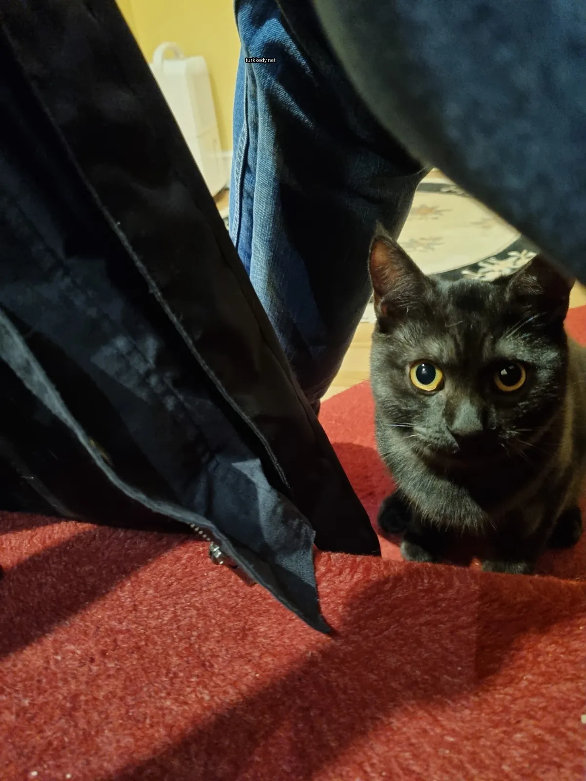 Siyah bir kedi sarı gözlerle kırmızı bir karete oturuyor.