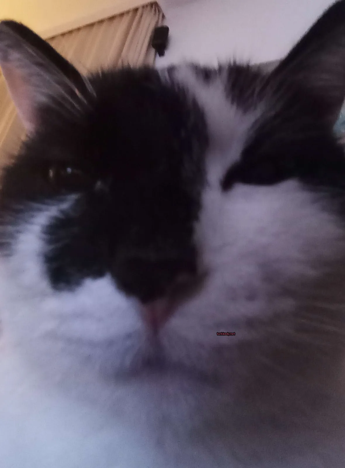 Siyah ve beyaz bir kedi, burnu ve ağzı beyaz.