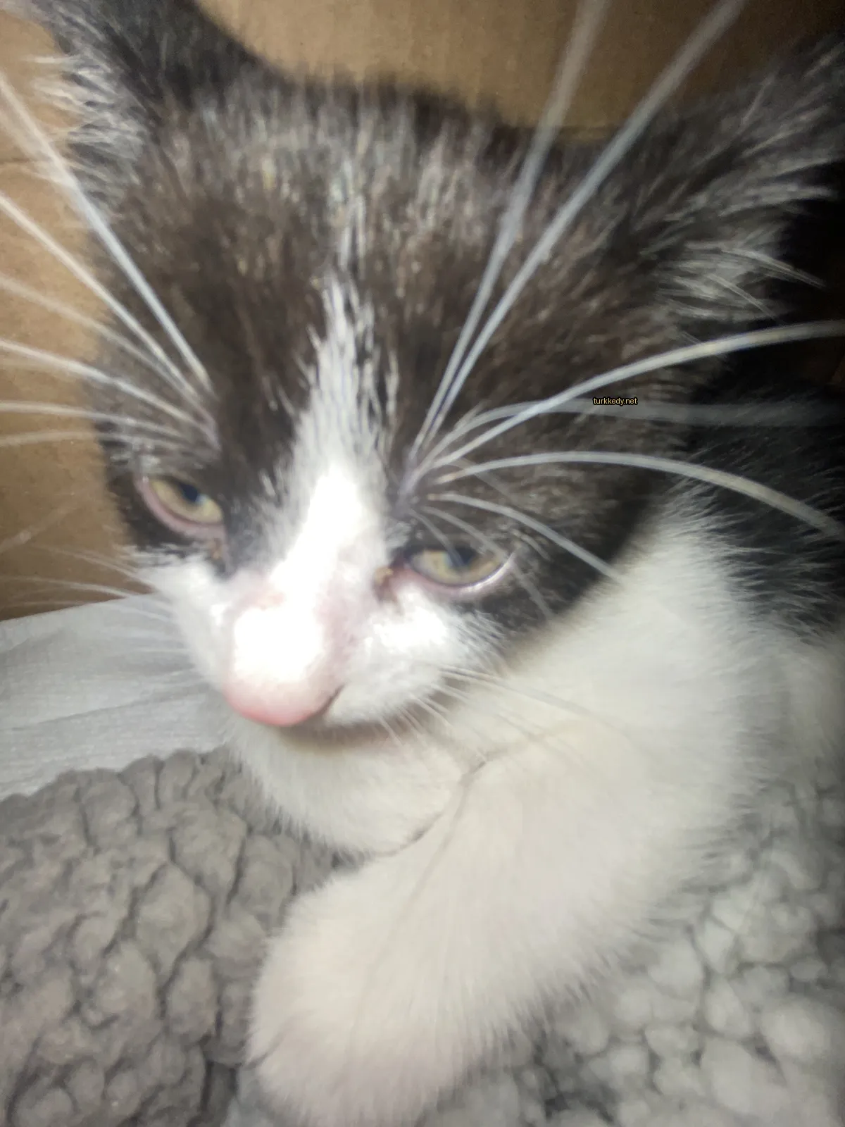 Siyah bir kedi beyaz bir yastıkta beyaz göğüs ve pembe burun ile oturuyor.