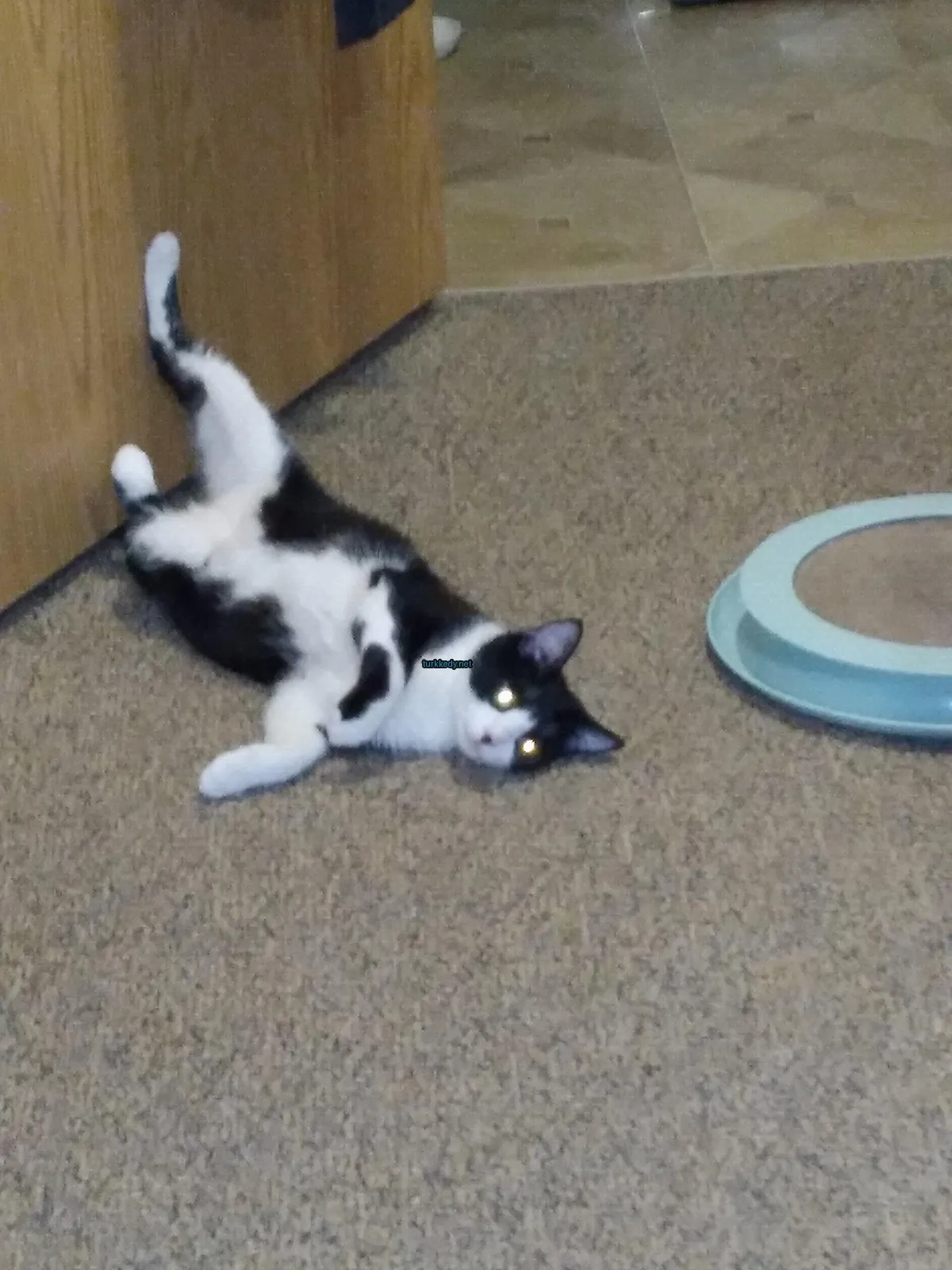 Siyah beyaz bir kedi bir kapının önünde zemine yatıyor.
