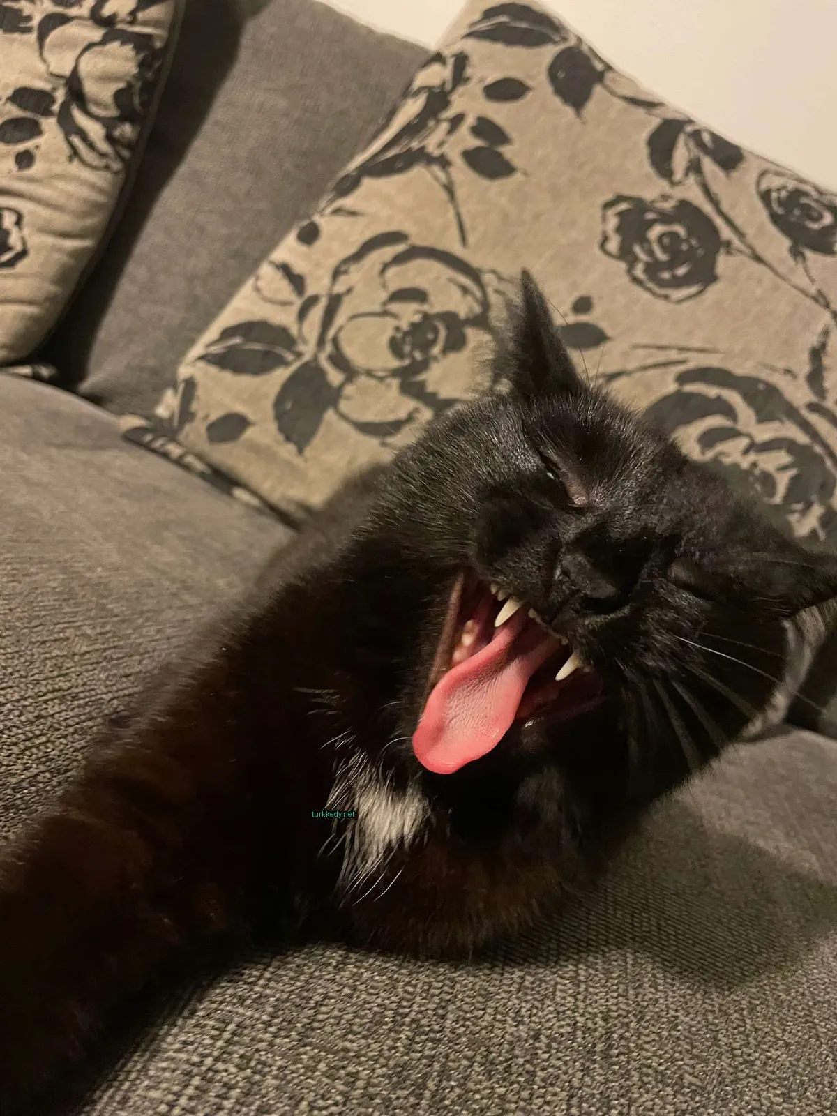 Siyah bir kedi, beyaz göğüs ve dili dışarı çıkan.