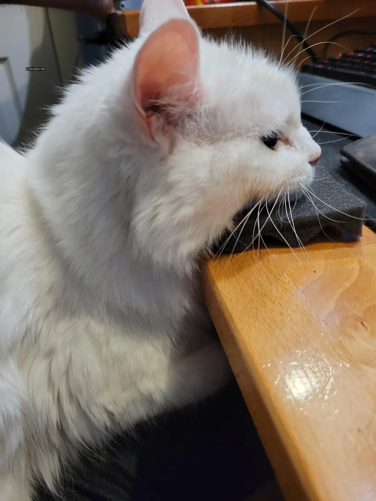 Beyaz bir kedi siyah burunlu bir masa üzerinde oturuyor.
