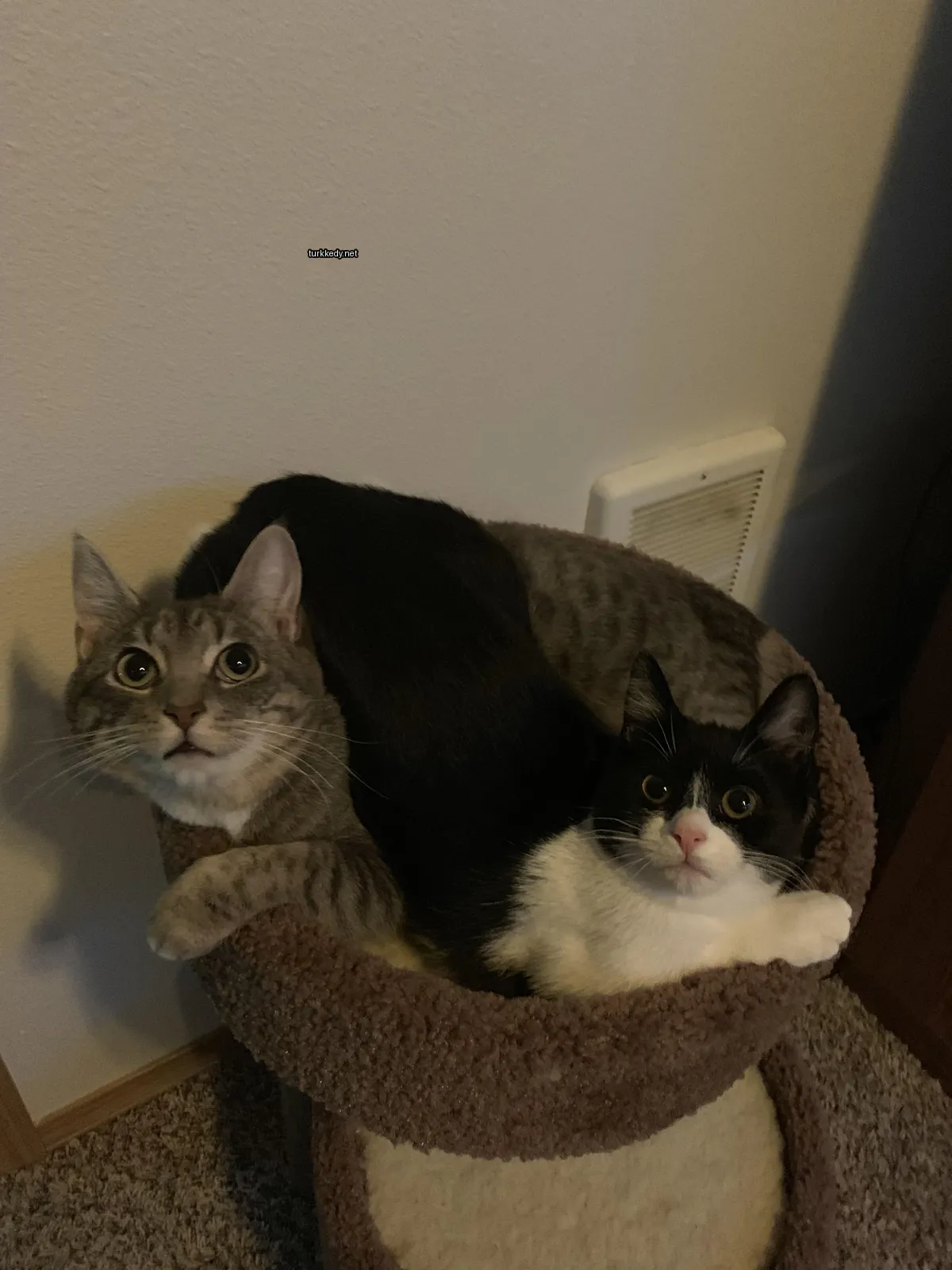 Siyah beyaz bir kedi, gri ve beyaz bir kedi ile birlikte bir kedi yatağında oturuyor.