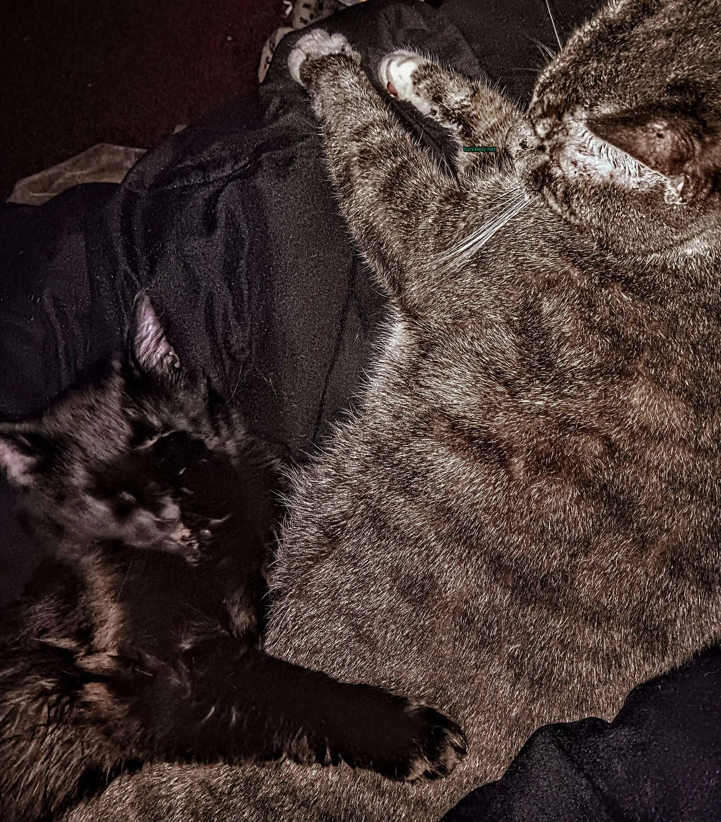 Siyah bir kedi siyah bir ceket üzerinde yatıyor.