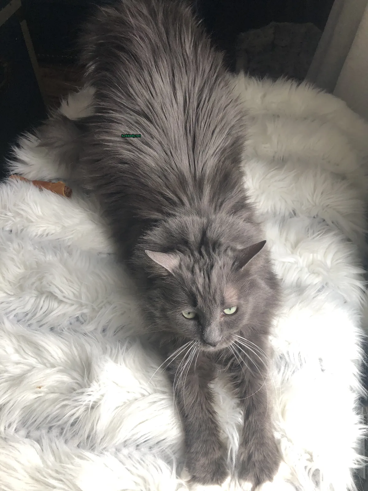 Gri bir kedi beyaz ve siyah bir deri desenine sahip beyaz ve siyah bir battaniğe yatıyor.