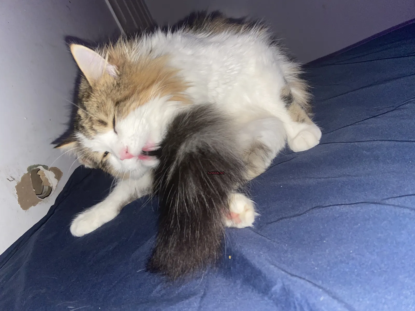 Beyaz ve kahverengi bir kedi, siyah bir kuyruğu olan ve yatağında yatıyor.