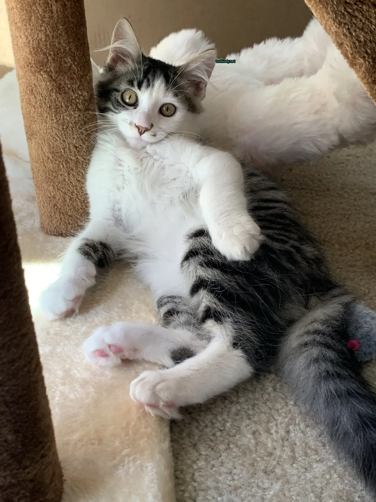 Beyaz ve gri bir kedi bir halı üzerinde yatıyor.