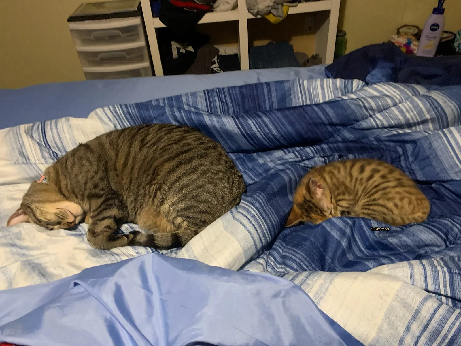 Siyah ve kahverengi bir kedi yatakta uyuyor.
