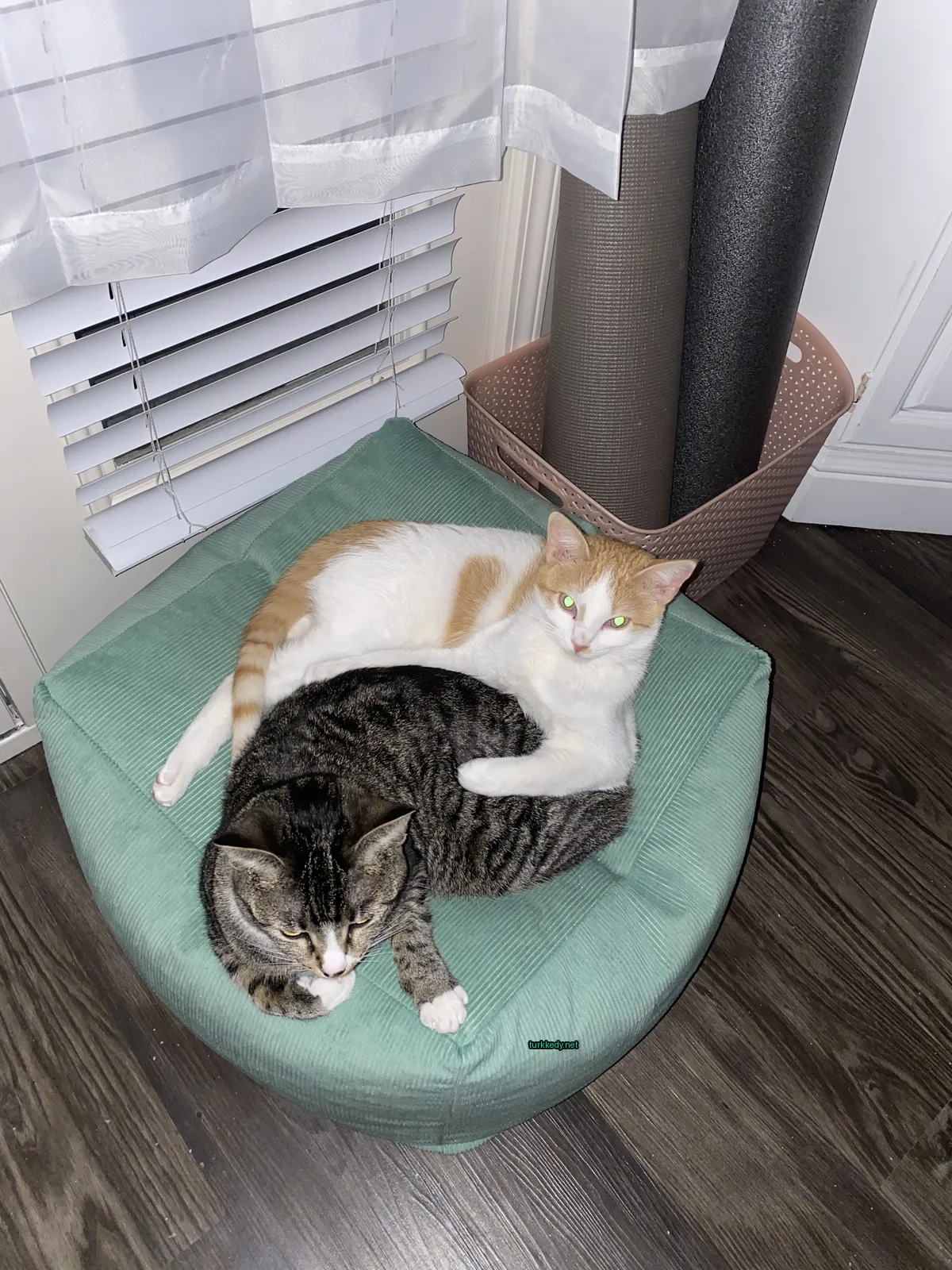 Siyah ve beyaz bir kedi yeşil bir minderin üzerinde yatıyor.