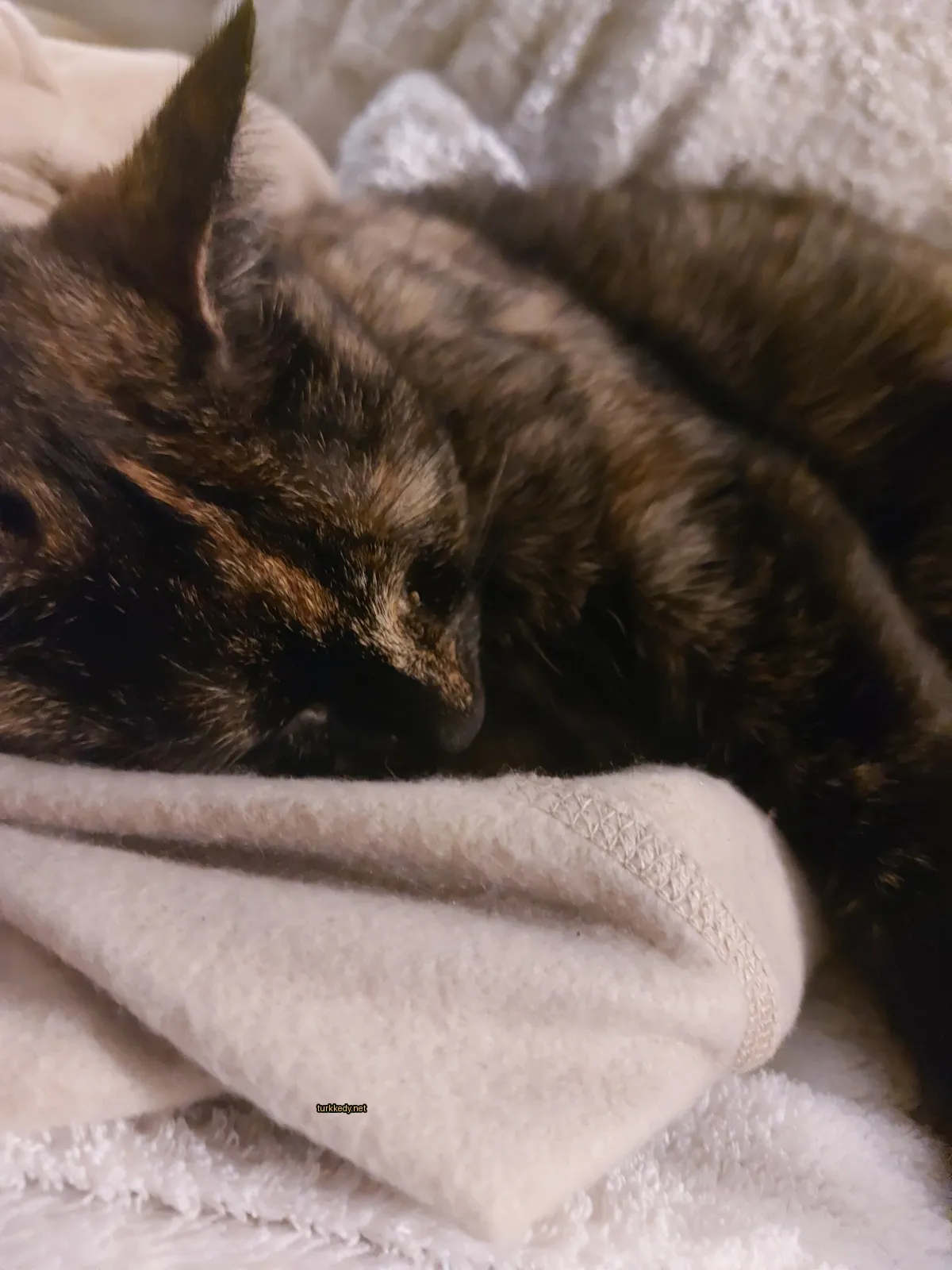 Kara ve siyah bir kedi bir bez üzerine yatıyor.