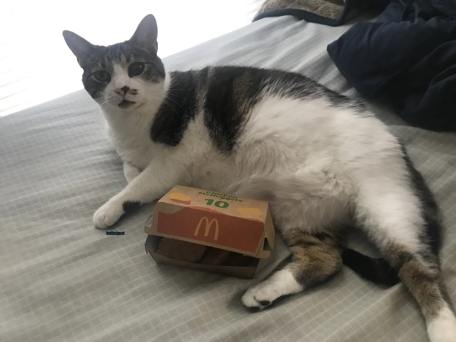 Bir siyah beyaz desenli bir kedi yatakta bir McDonald's kutusunun yanındadır.