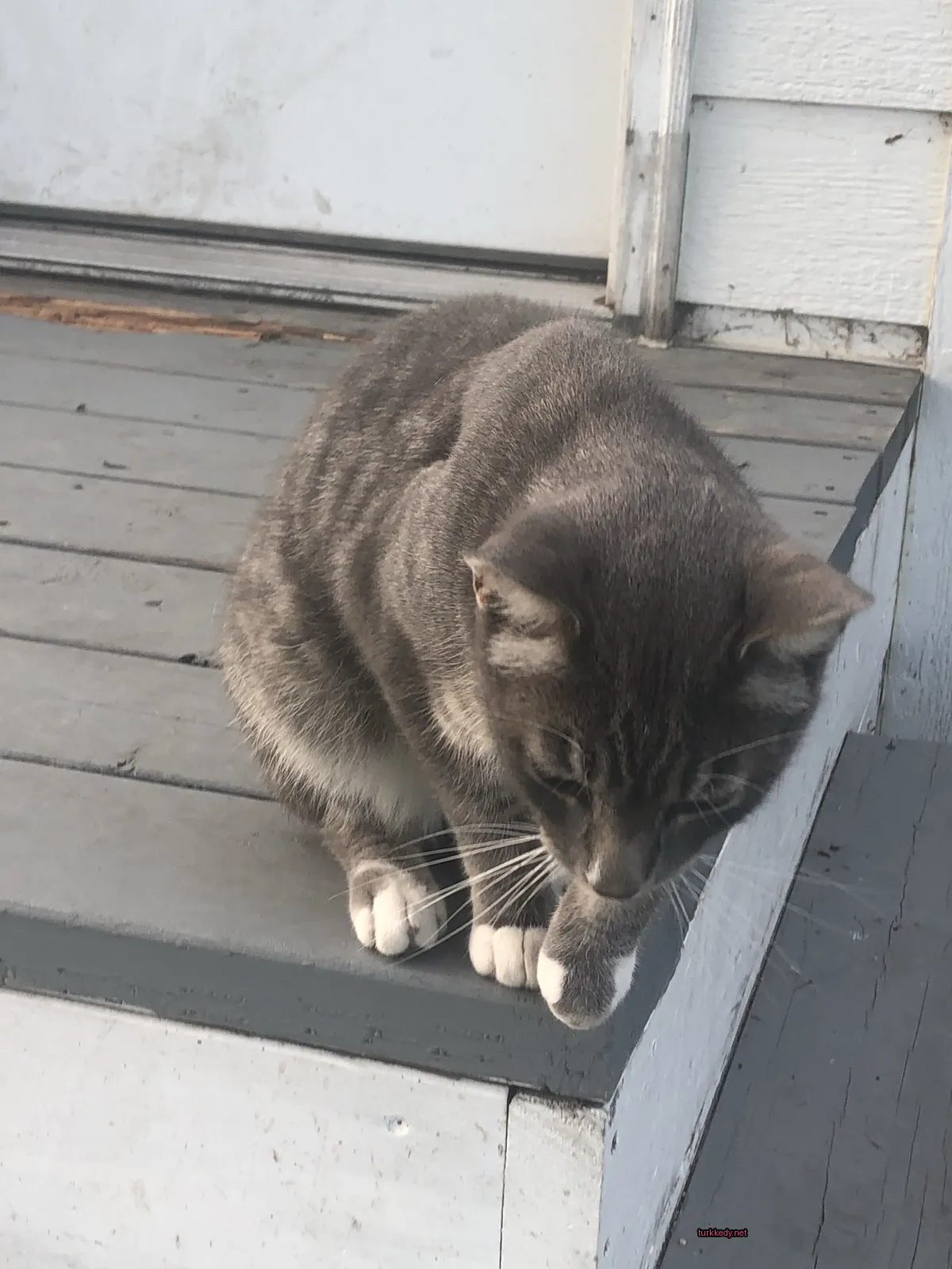 Gri ve beyaz bir kedi bir basamakta oturuyor.