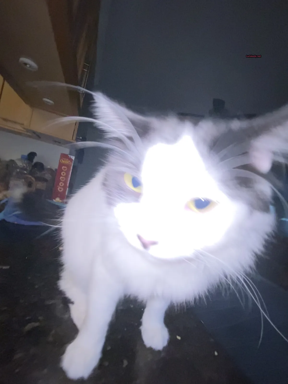 Beyaz ve gri bir kedi, siyah burun ve gözleri ile tezgahın üzerinde oturuyor.