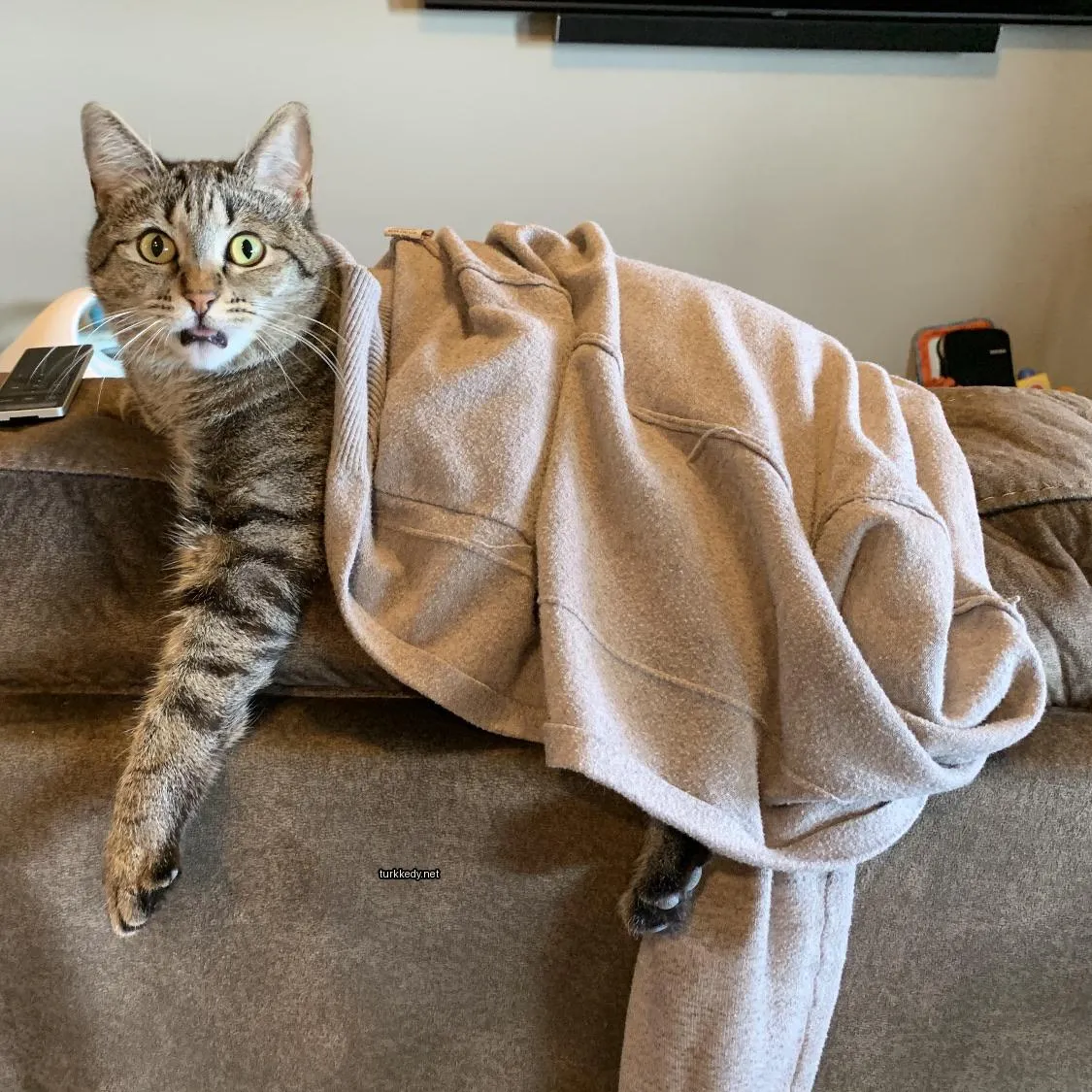 Beyaz ve kahverengi bir püskürtülü kedi bir sweatshirt giyinmiş olarak bir sofa üzerinde yatıyor.