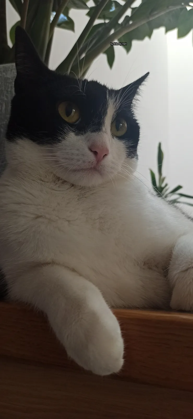 Siyah ve beyaz bir kedi bir masada oturuyor.