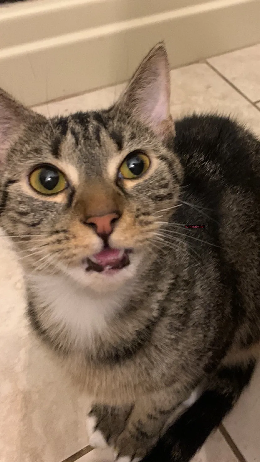 Kırmızı ve beyaz desenli bir kedi zemine oturuyor.