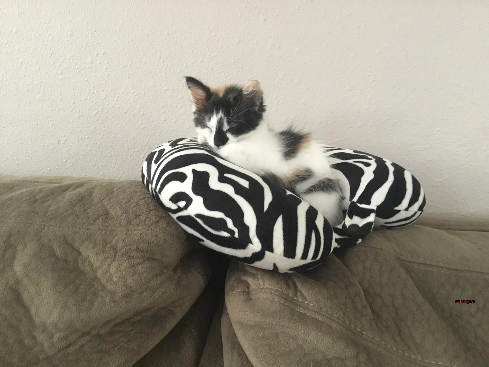 Siyah ve beyaz bir kedi bir yastık üzerinde bir sofa üzerinde uyuyor.