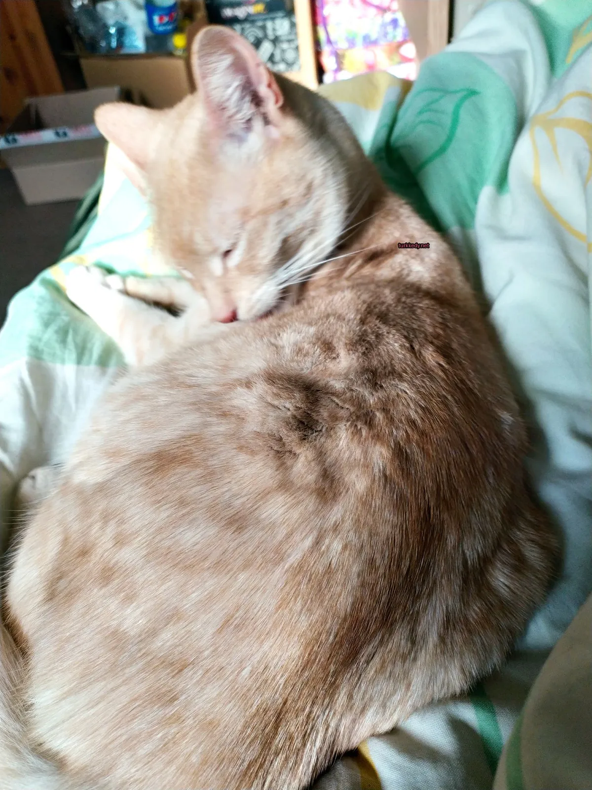 Kara ve beyaz bir kedi yatakta yatıyor.