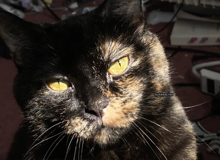 Siyah ve sarı bir kedi, sarı gözleri ile masa üzerinde oturuyor.