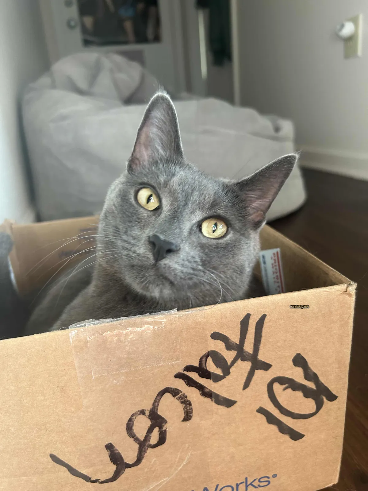 Gri bir kedi bir karton kutuda oturuyor.