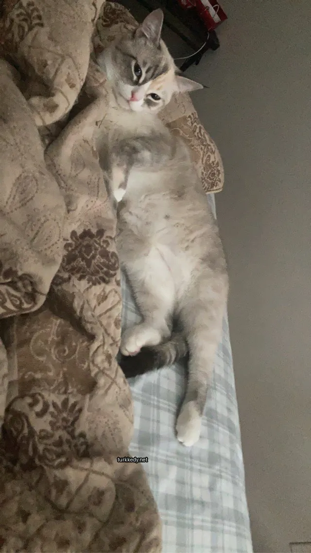Gri ve beyaz bir kedi yatakta bir minder ve yastık üzerinde yatıyor.