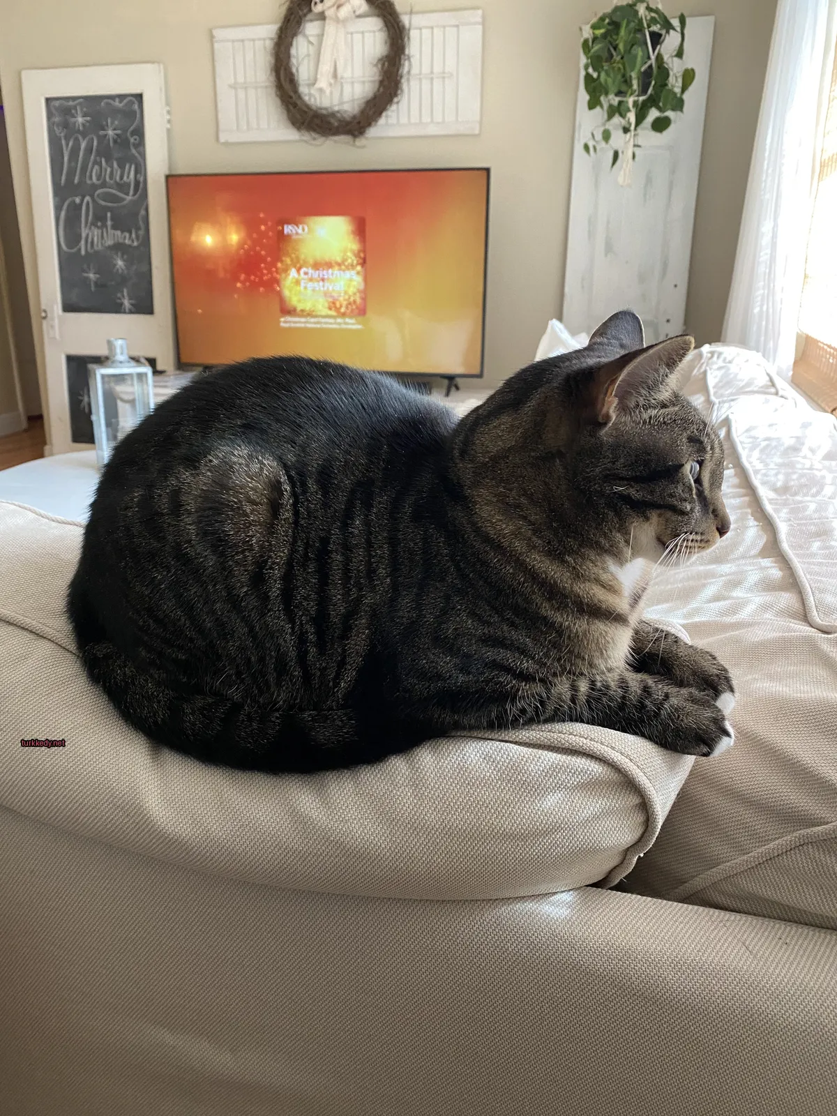 Siyah ve gri bir kedi televizyonun önünde bir sofa üzerinde oturuyor.