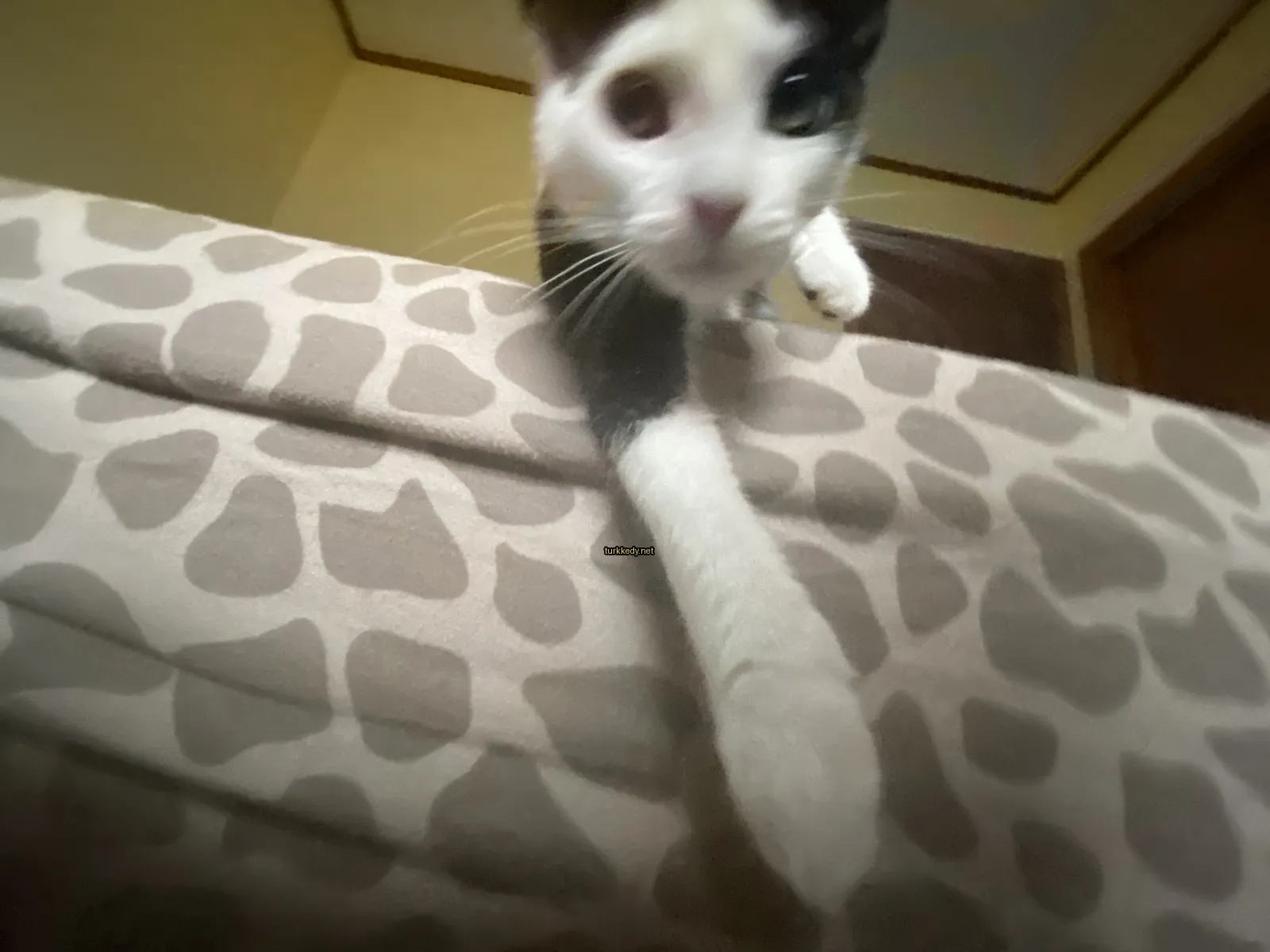 Siyah ve beyaz bir kedi, polka desenli bir yastık üstünde duruyor.