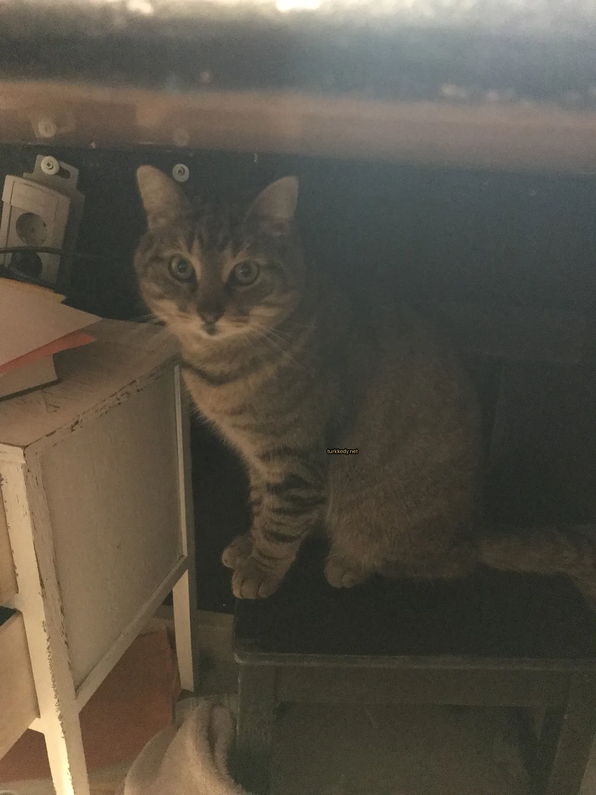 Gri ve siyah şeritli bir kedi siyah kutunun üzerinde oturuyor.
