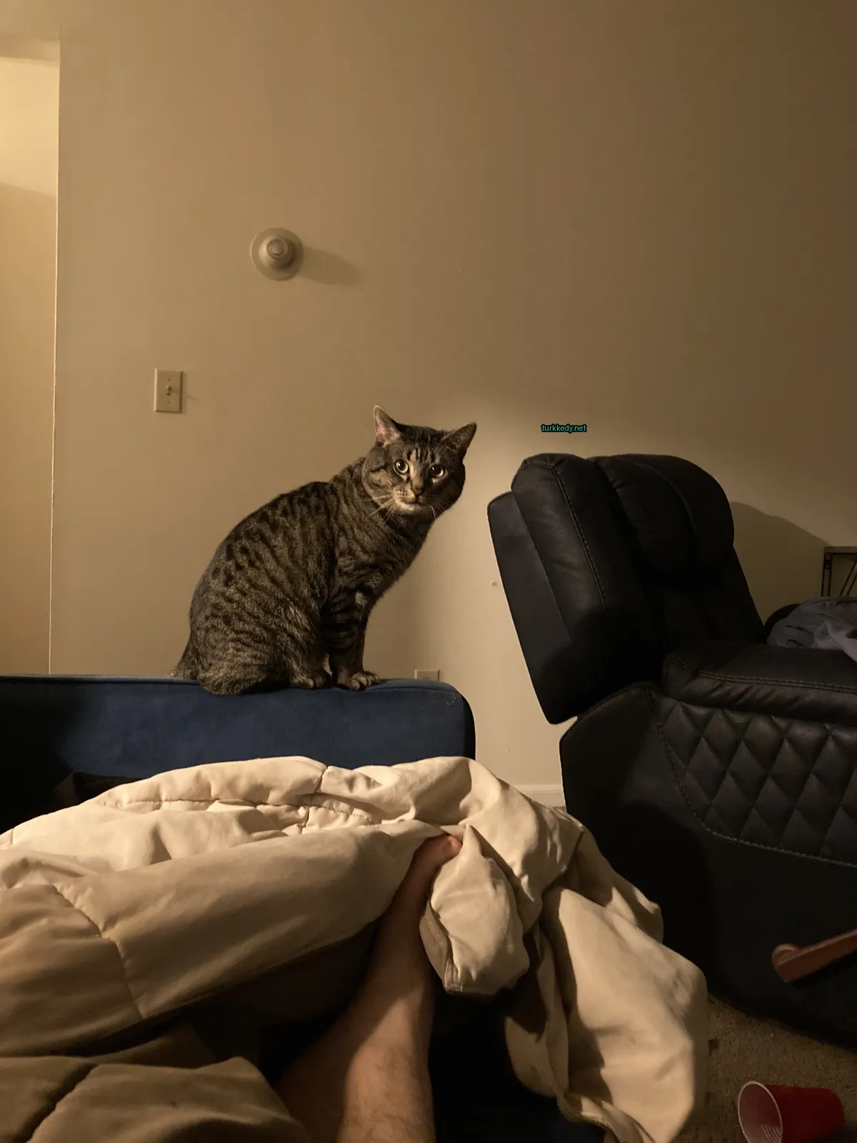 Kara ve siyah bir kedi mavi bir sofa üzerinde oturuyor.