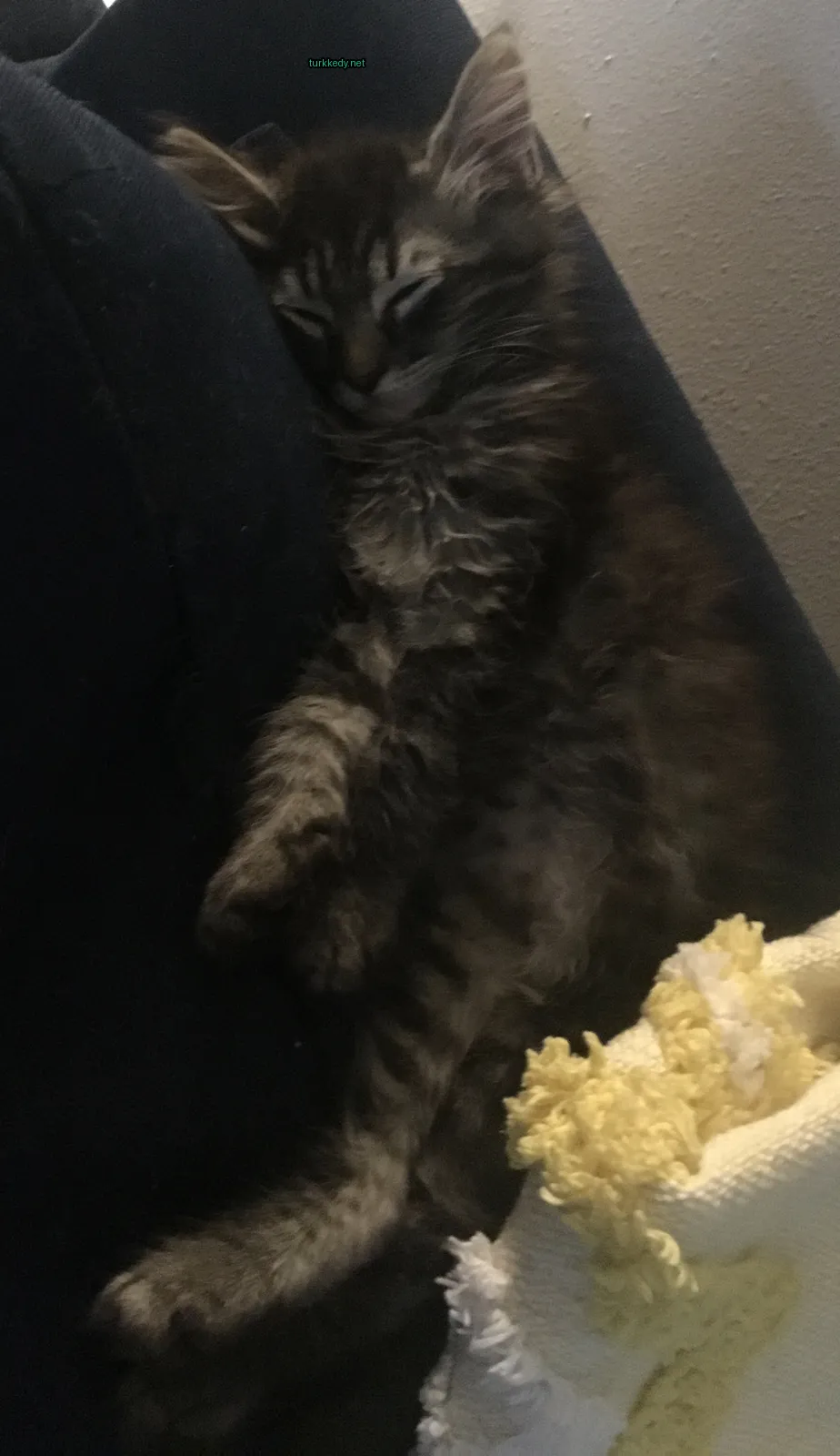 Siyah ve gri bir kedi mavi bir sofa üzerinde uyuyor.