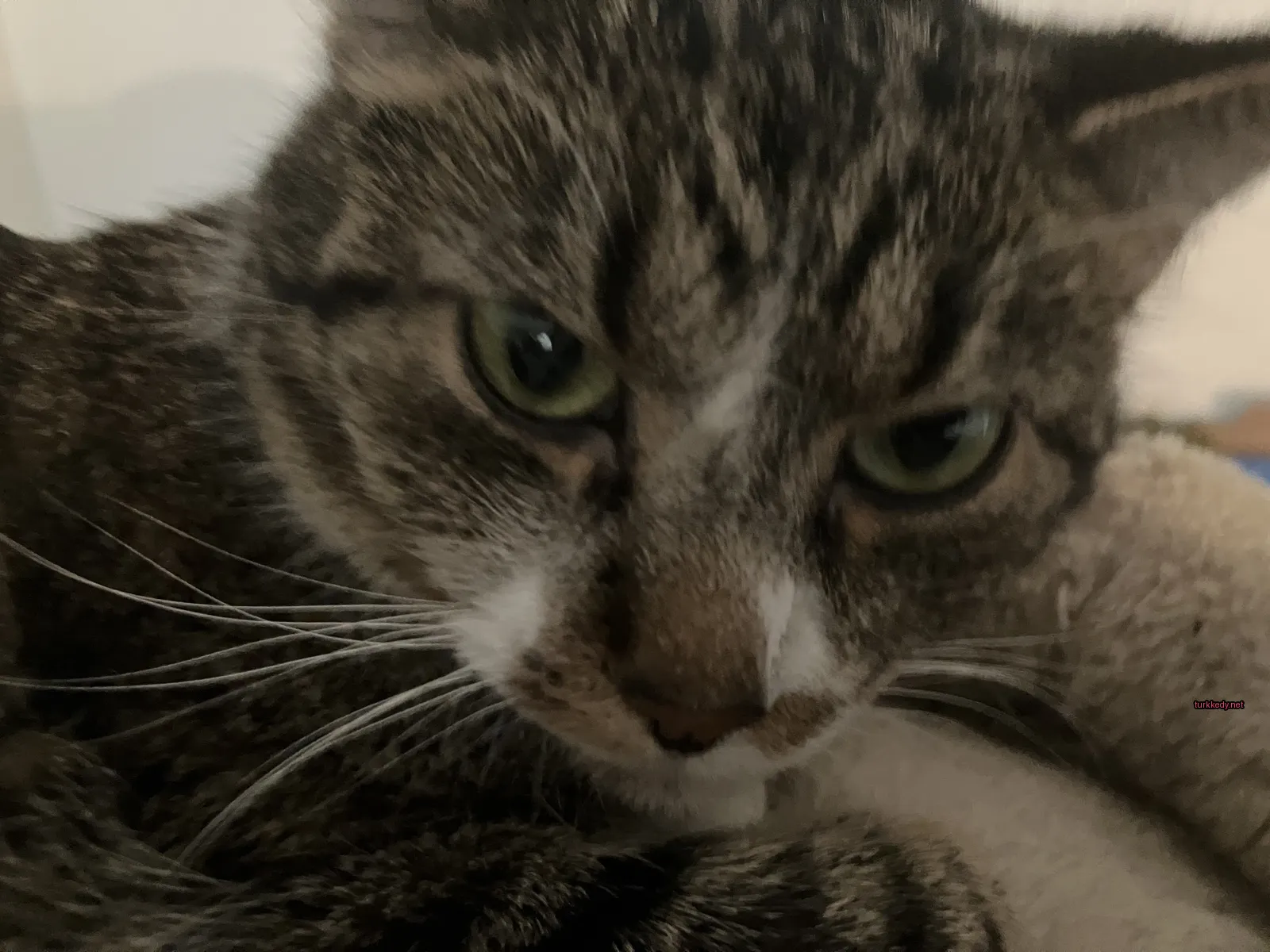 Kırmızı-yeşil desenli bir kedi beyaz bir yüzeyde yatıyor.