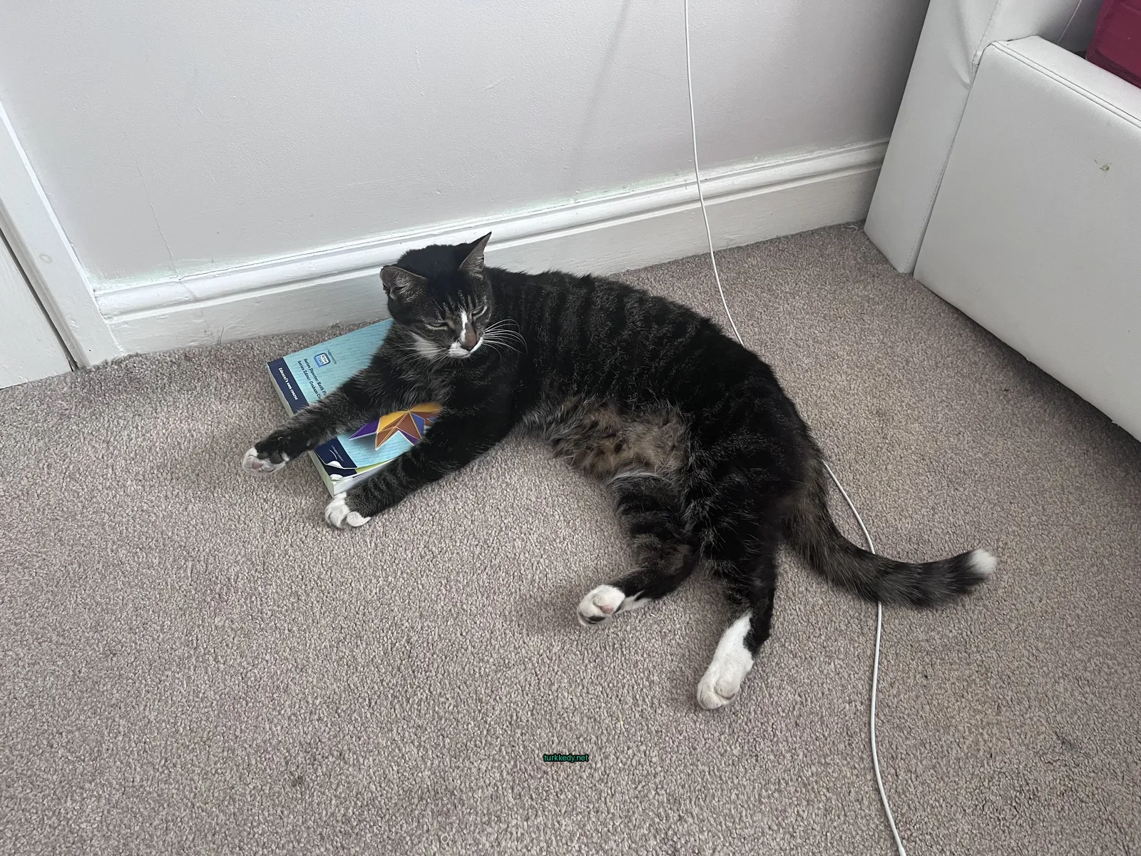 Siyah beyaz bir kedi bir kitabın yanındadır.
