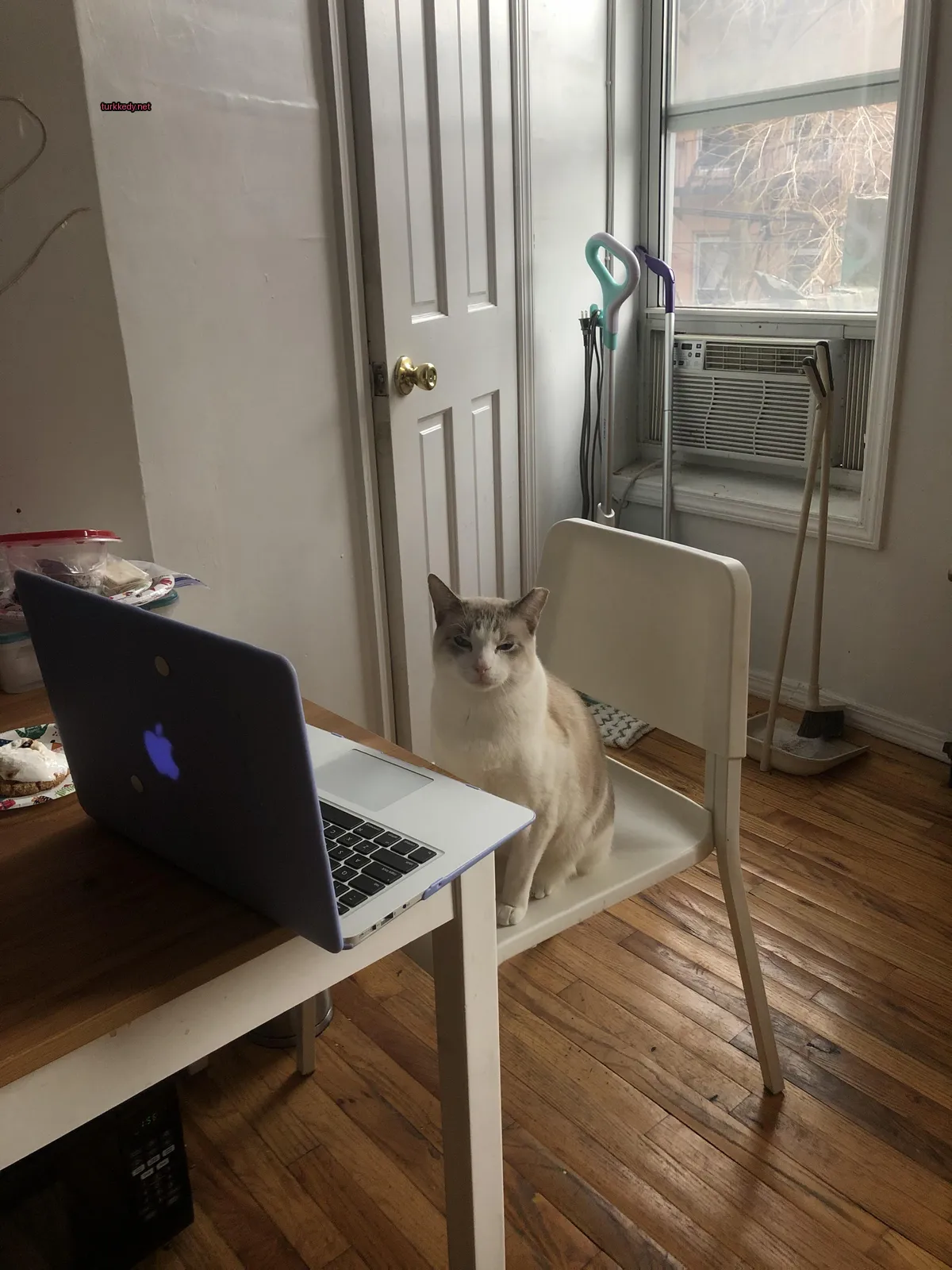 Beyaz ve gri bir kedi bir bilgisayar karşısında bir sandalyede oturuyor.