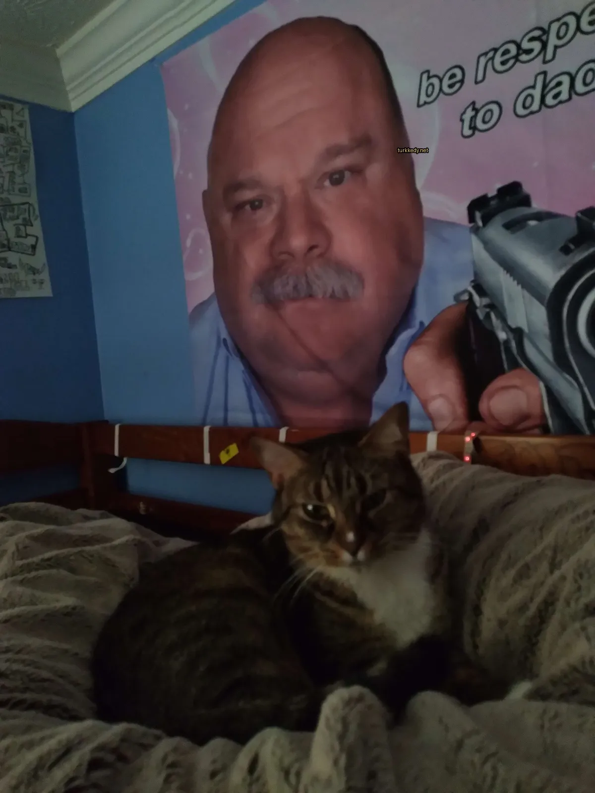 Koyu kahverengi ve beyaz bir kedi yatakta yatıyor.