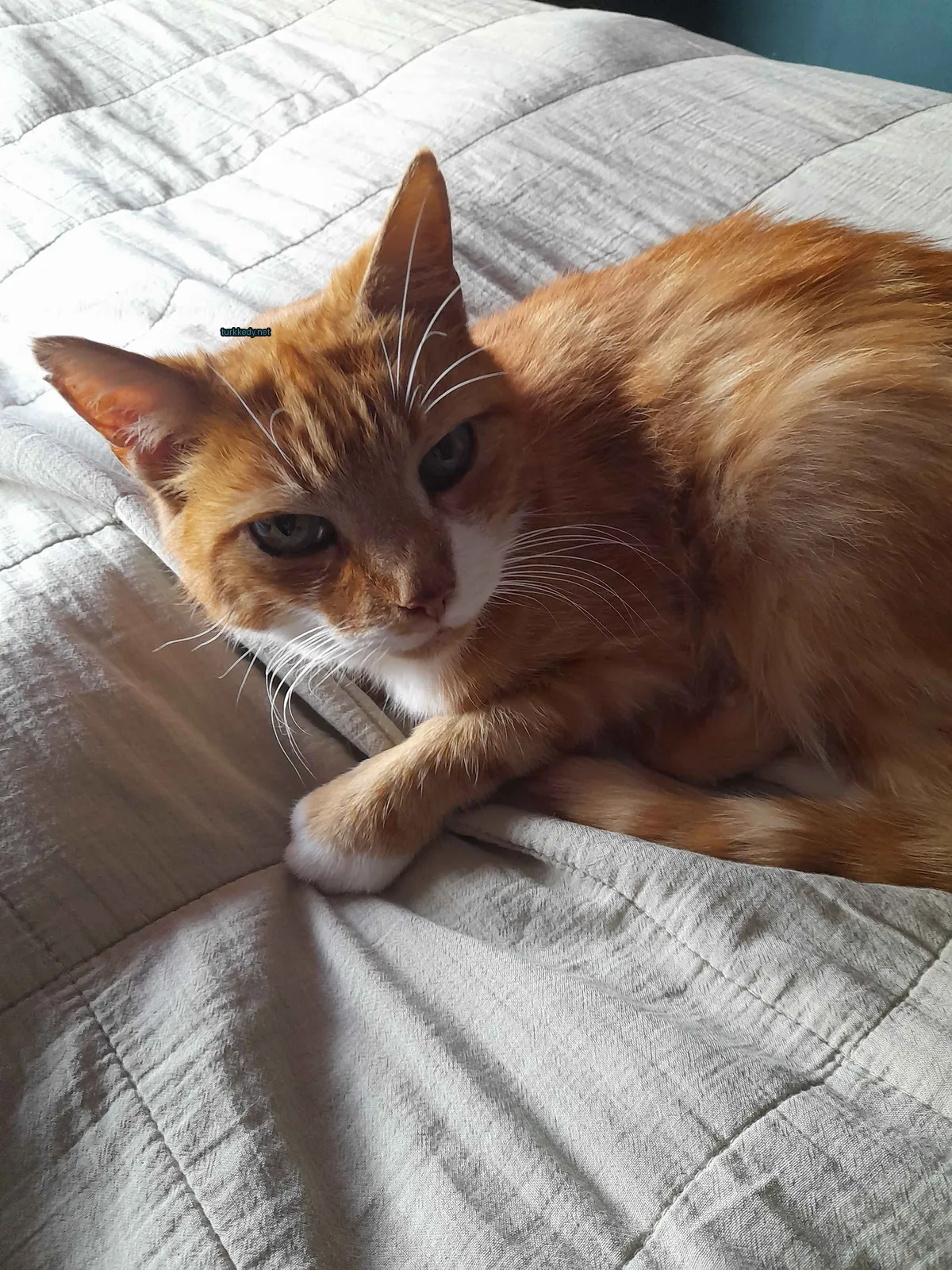 Yeşil etiketi olan ve beyaz ve turuncu bir kedi yatağında yatıyor.