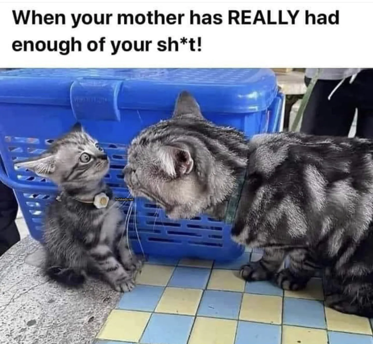 Büyük bir yeşil kolyeli kedi ve küçük bir sarı kolyeli kedi.