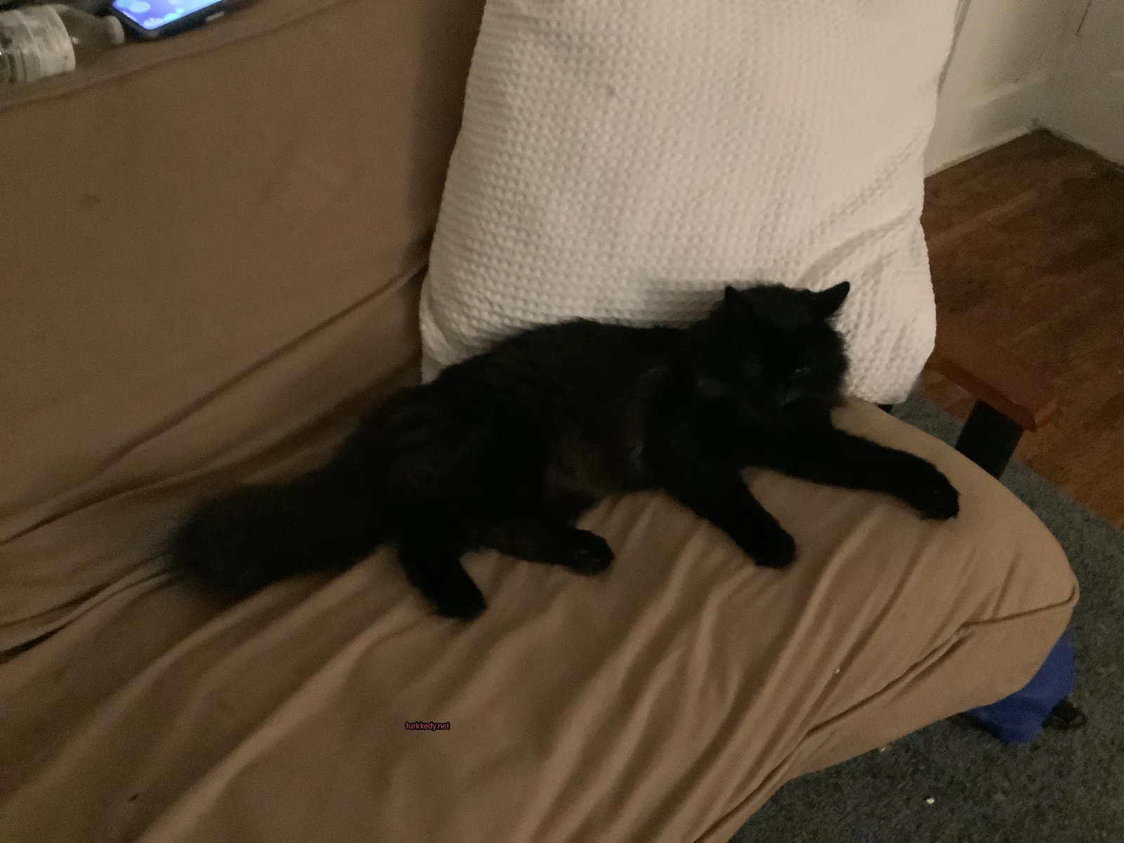 Siyah bir kedi bir sofa üzerinde yatıyor.