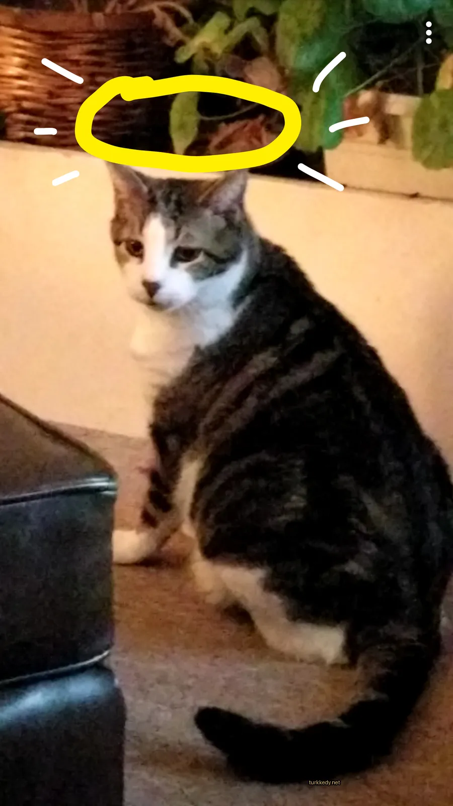 Beyaz göğüs ve siyah şeritli bir kedi bir halı üzerinde oturuyor.