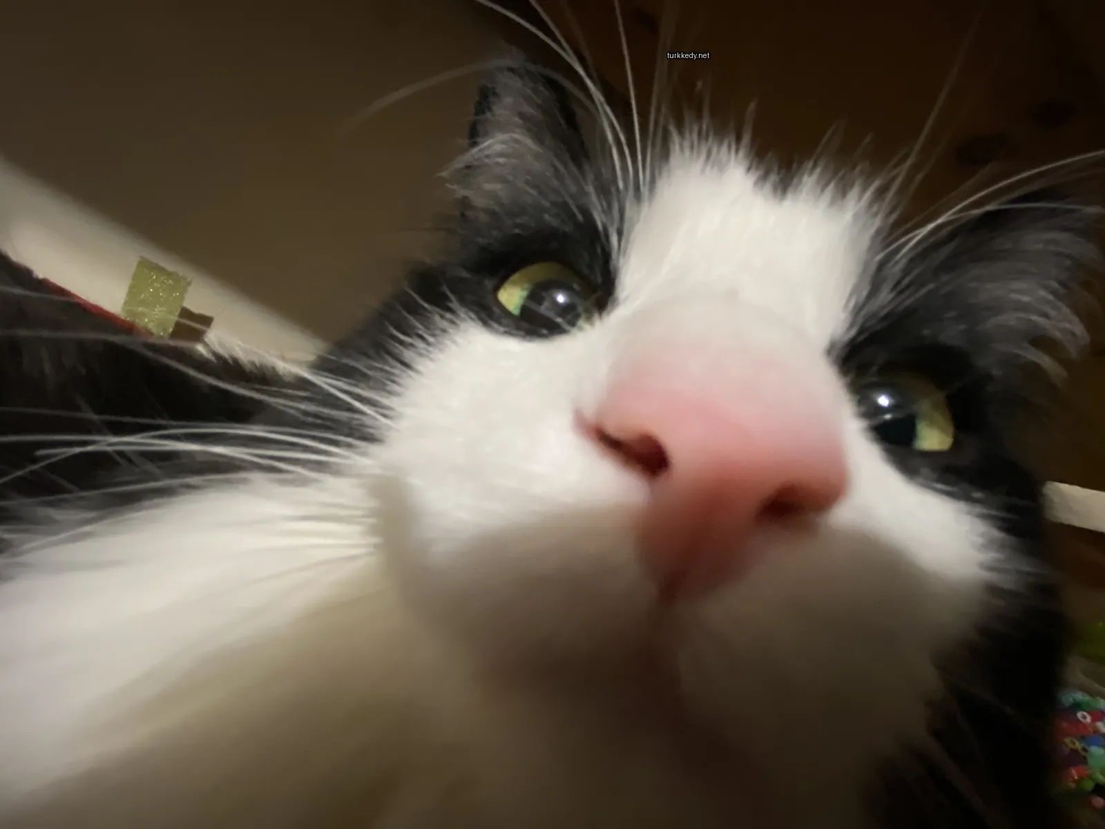 Siyah bir kedi, pembe burun ve yeşil gözlerle kameraya bakıyor.