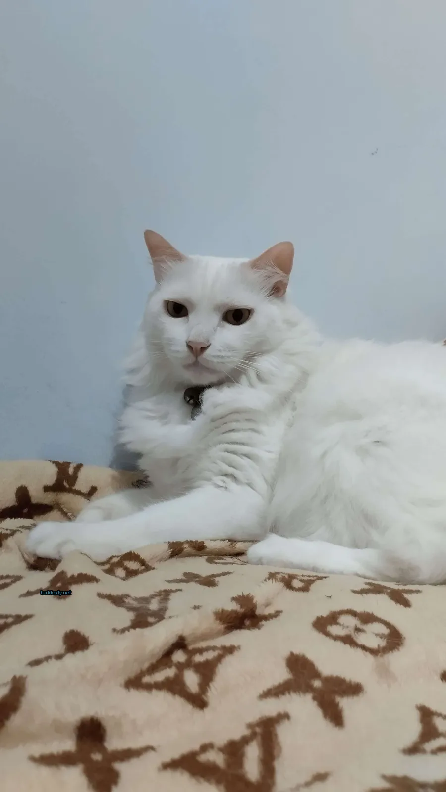 Beyaz bir kedi siyah bir kemerle kaplı bir minderin üzerinde oturuyor.