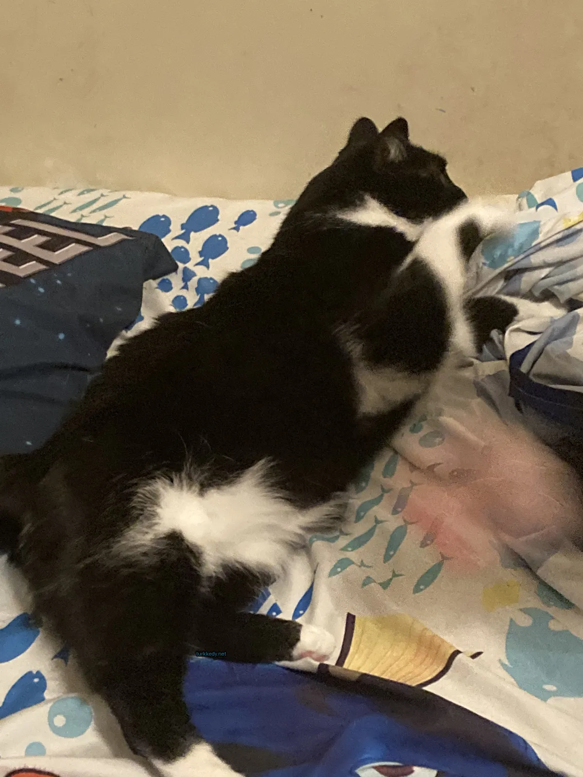 Siyah beyaz bir kedi, mavi ve beyaz bir battaniyede yatan bir yatakta yatıyor.