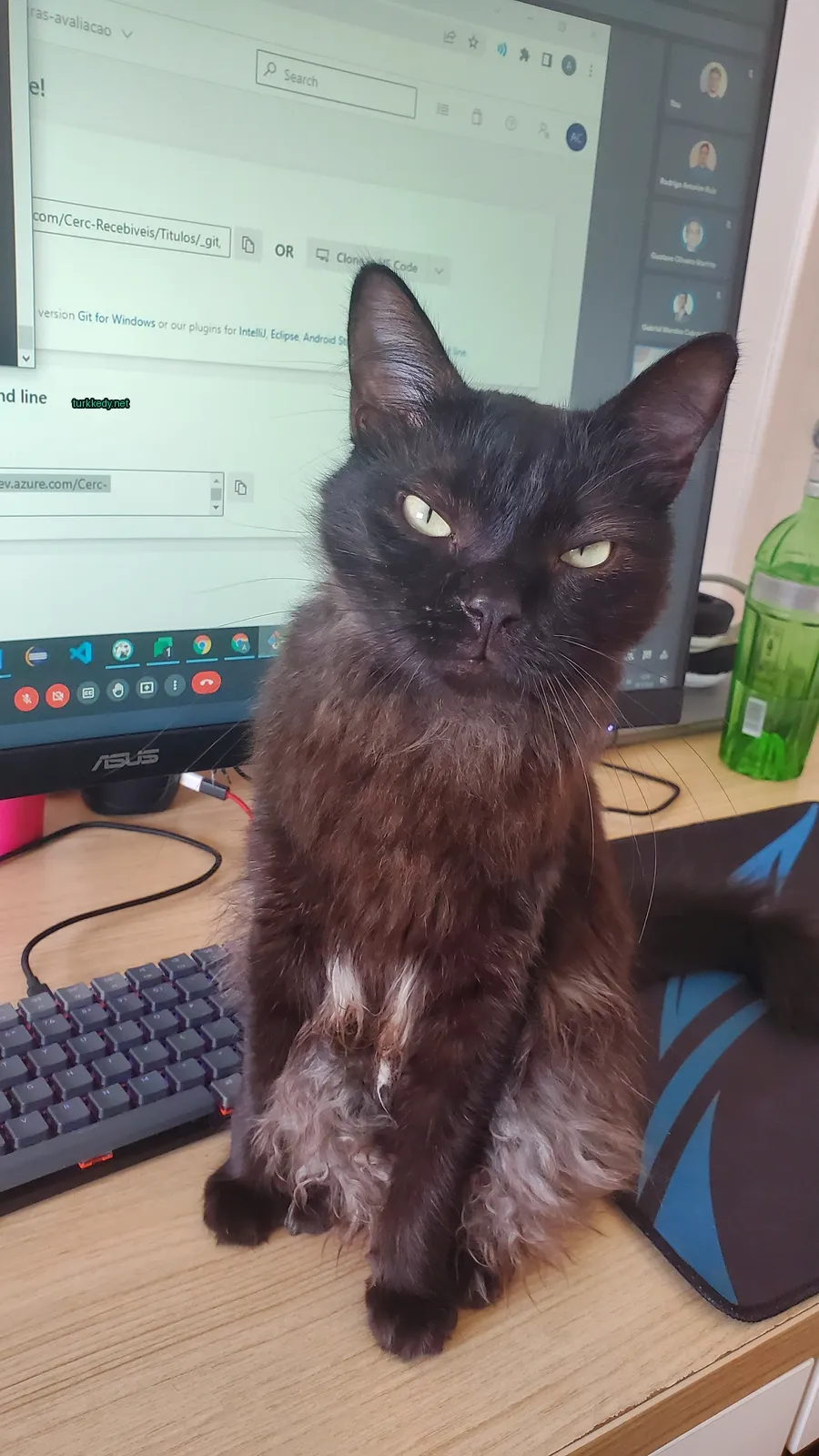 Siyah bir kedi, göğsünde beyaz bir leke ile bir yeşil şişe bir masa üzerinde.