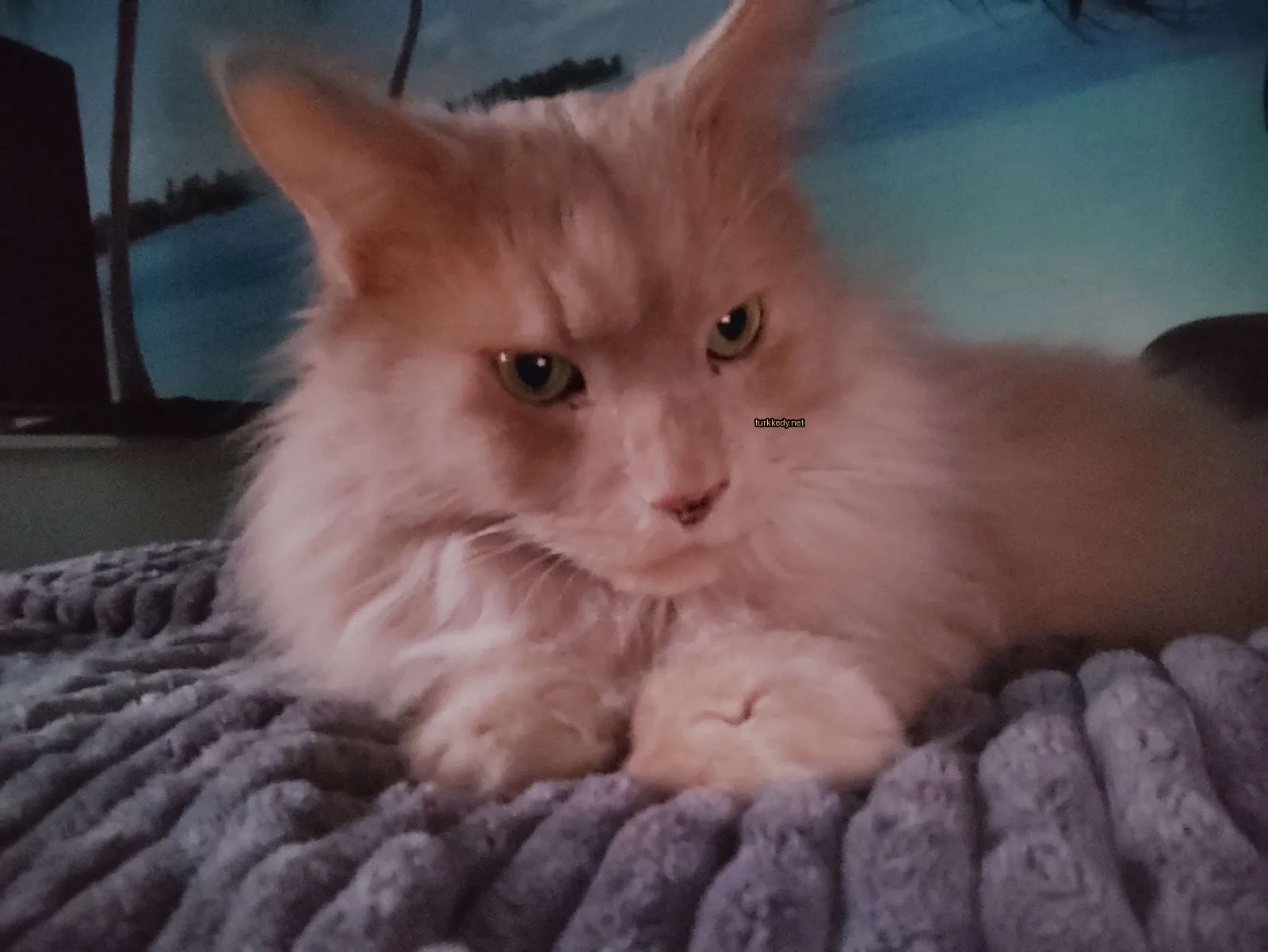 Beyaz bir kedi, yüzünde kahverengi bir leke bulunan, bir minderin üzerinde yatıyor.