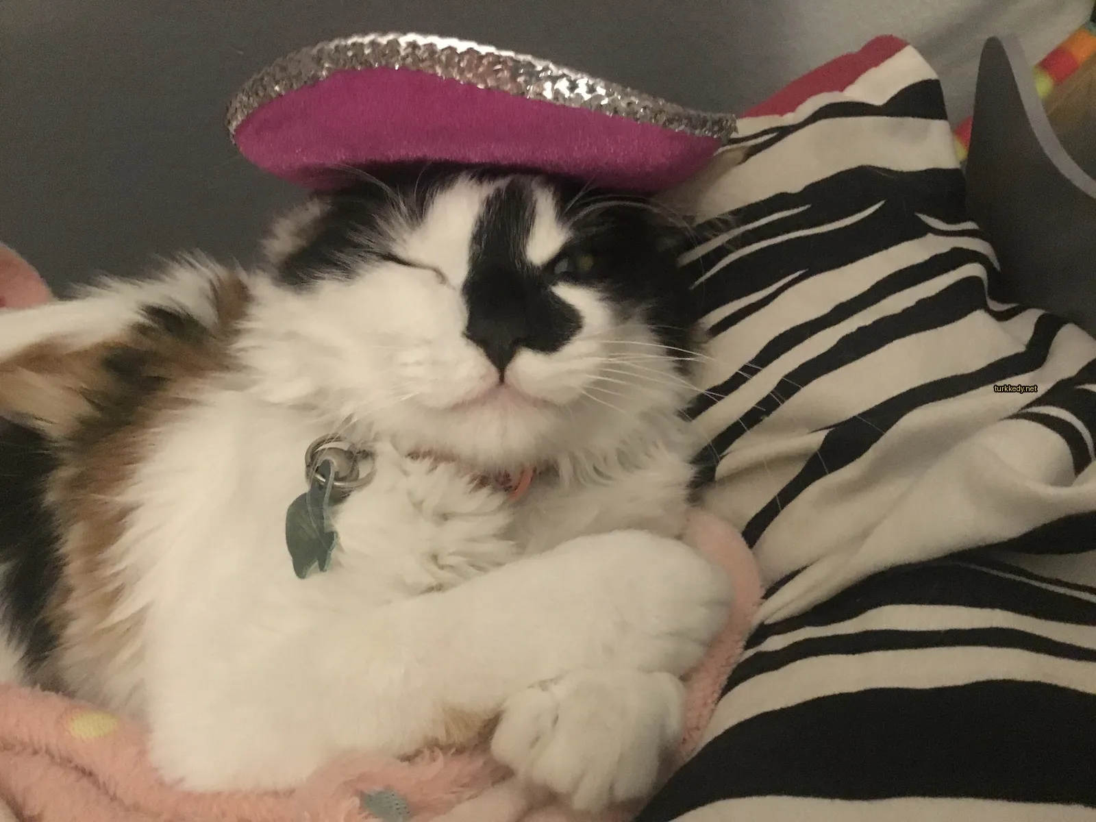 Beyaz ve siyah bir kedi, pink bir şapka takmış, bir minderin üzerinde yatıyor.