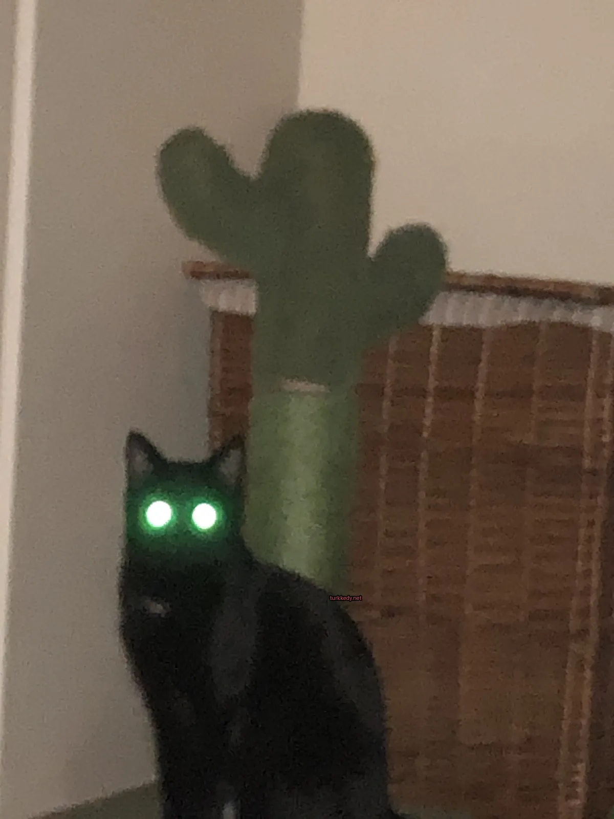 Kara bir kedi yeşil gözleriyle bir raflarda oturuyor.